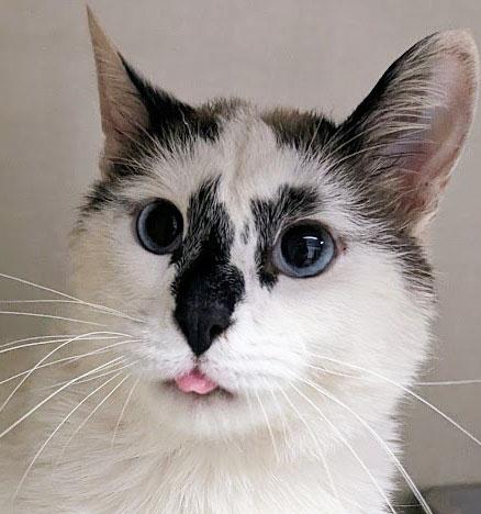 Enlarge Crispen, a ADOPTABLE mixed breed in Monroe, MI image 1/2