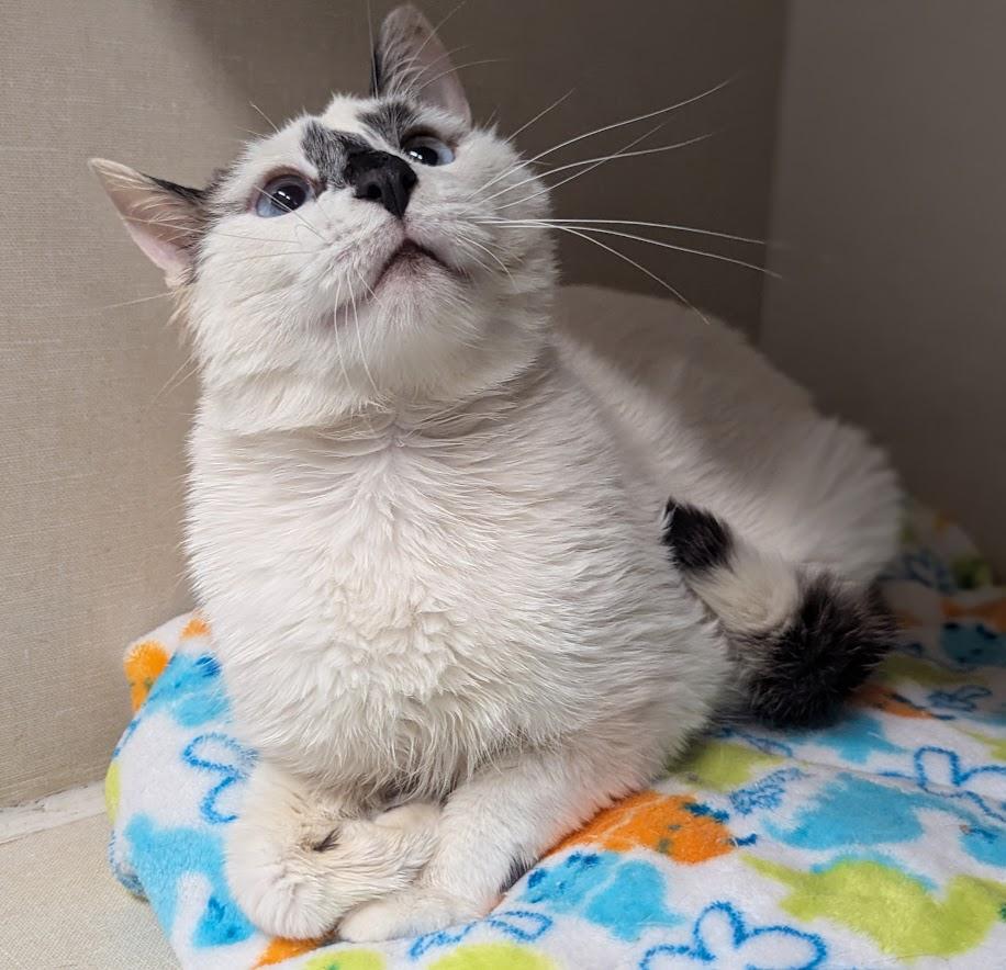 Enlarge Crispen, a ADOPTABLE mixed breed in Monroe, MI image 2/2