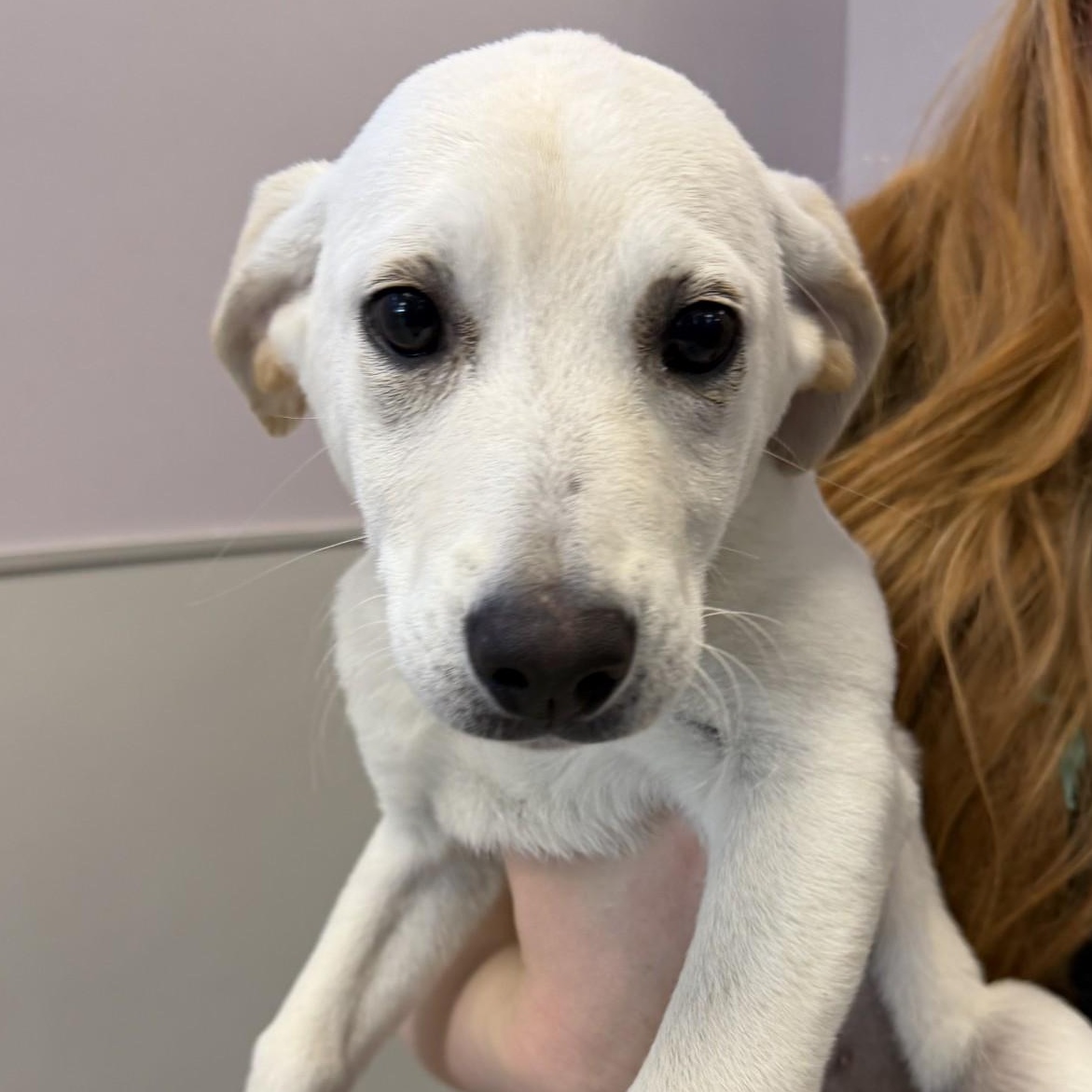 Dolly, adopted, Puppy Female Mixed Breed.