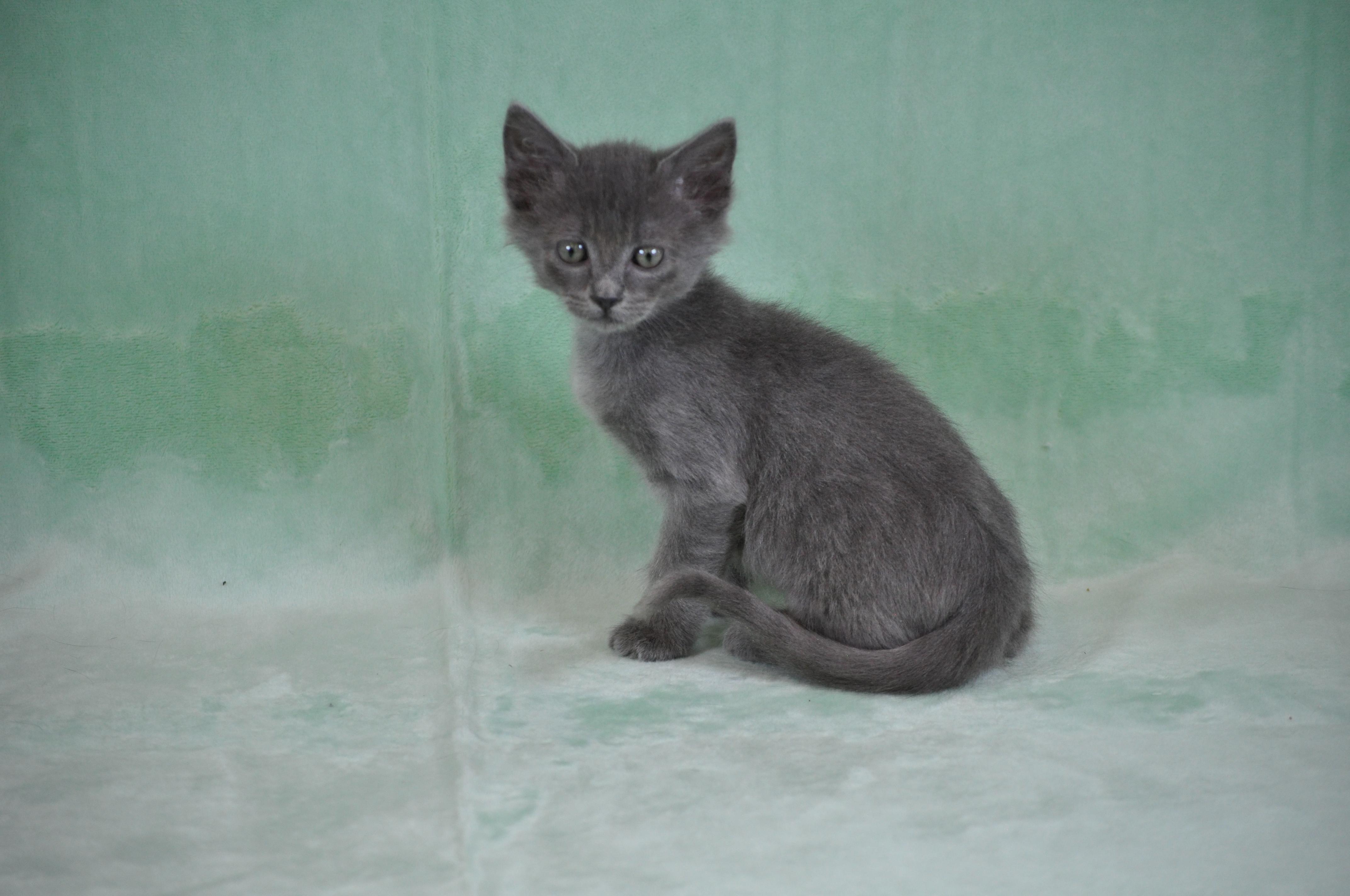 Chewey, a ADOPTABLE mixed breed in Union Gap, WA image 5/6