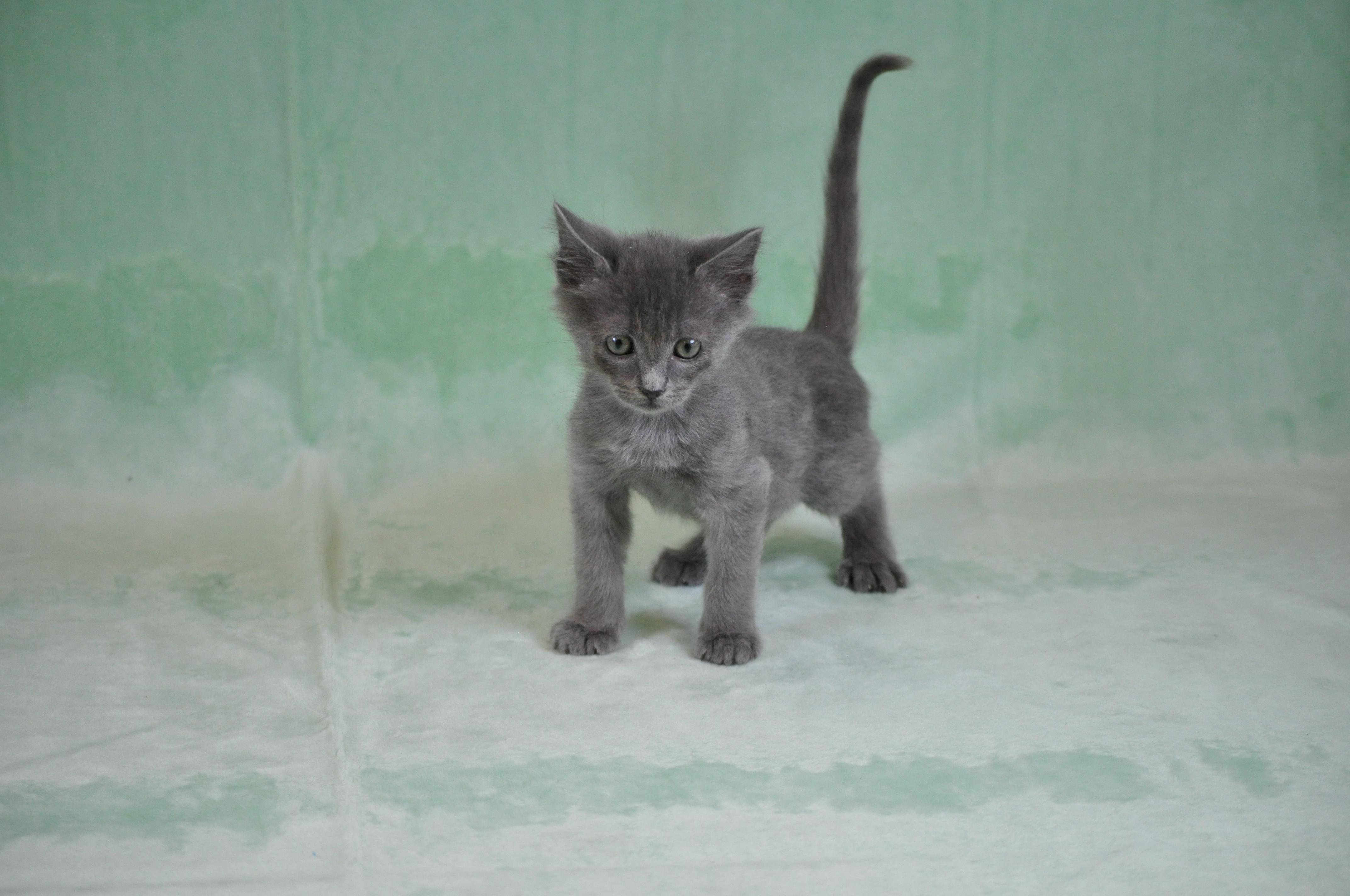 Chewey, a ADOPTABLE mixed breed in Union Gap, WA image 3/6