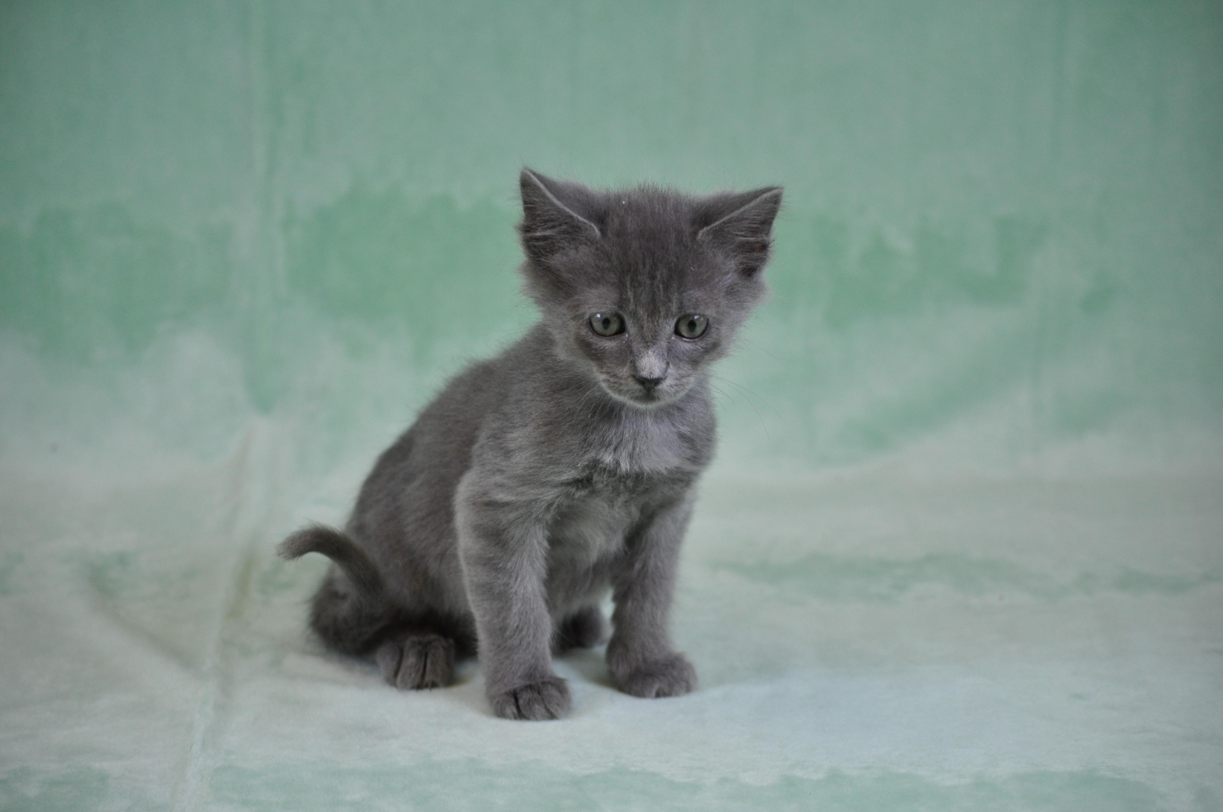 Chewey, a ADOPTABLE mixed breed in Union Gap, WA image 1/6