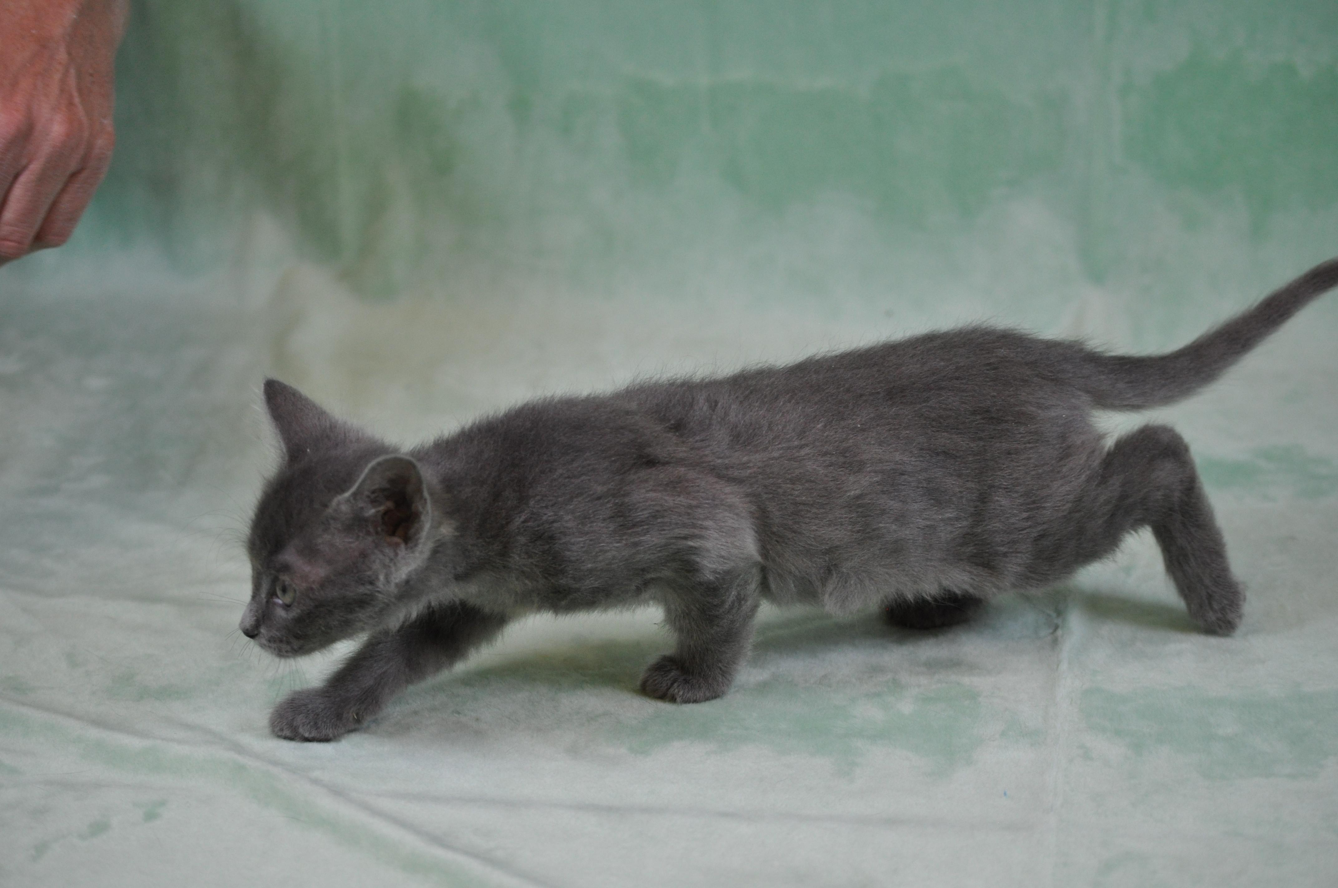 Chewey, a ADOPTABLE mixed breed in Union Gap, WA image 2/6