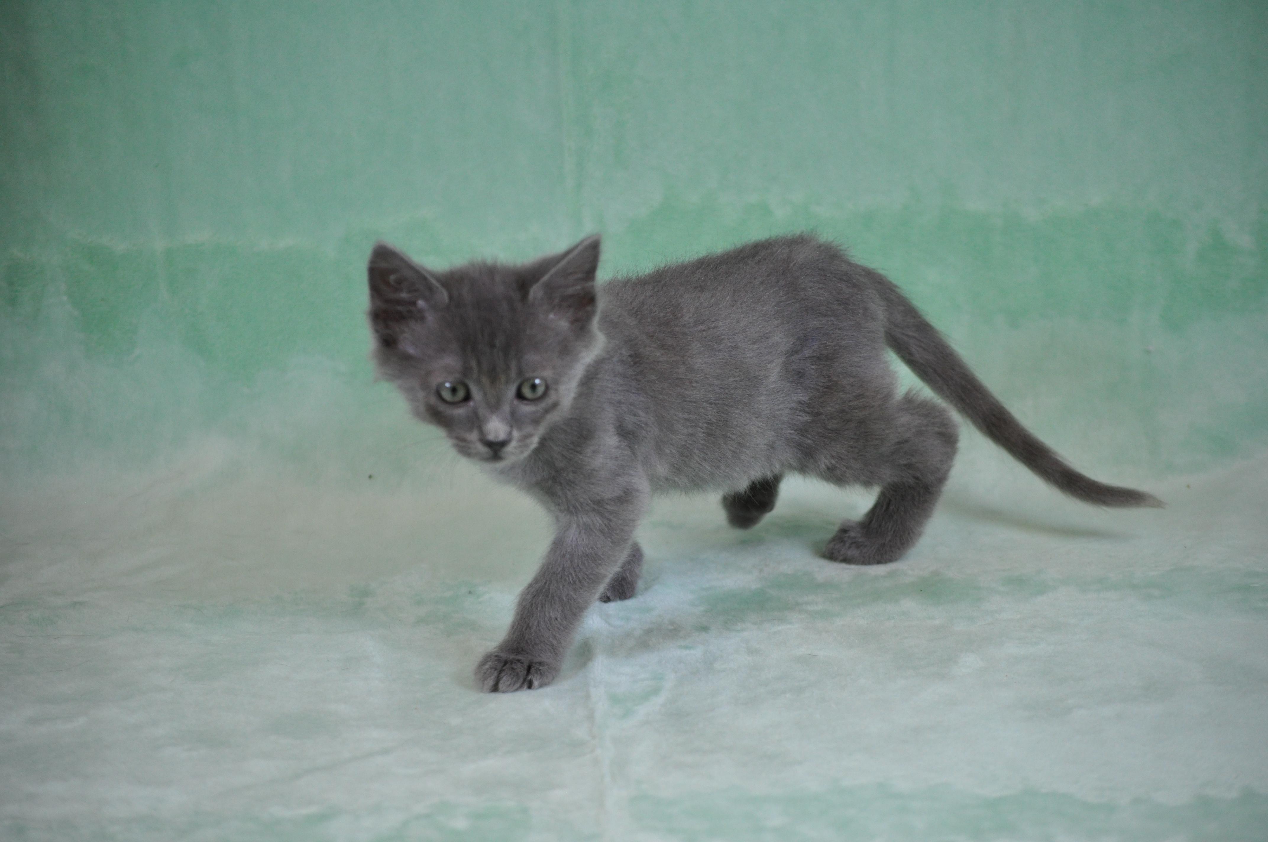 Chewey, a ADOPTABLE mixed breed in Union Gap, WA image 6/6