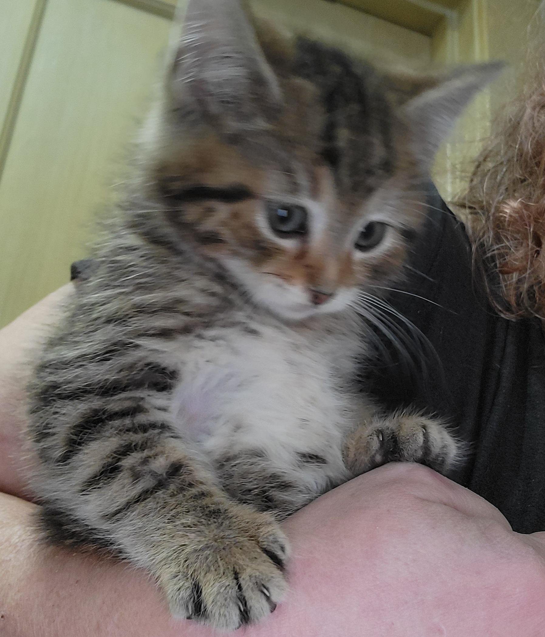 Furry, an adopted mixed breed in Glen Ellyn, IL image 3/4