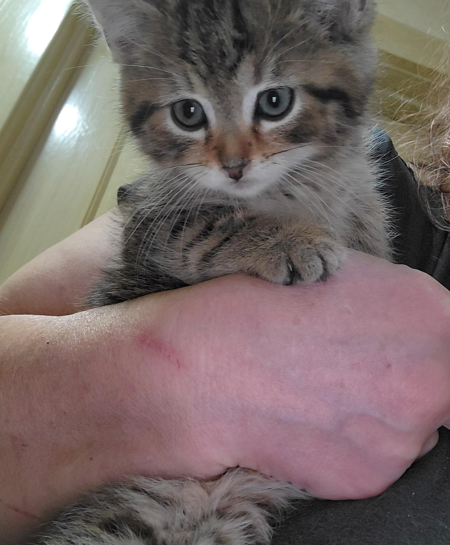 Furry, an adopted mixed breed in Glen Ellyn, IL image 4/4