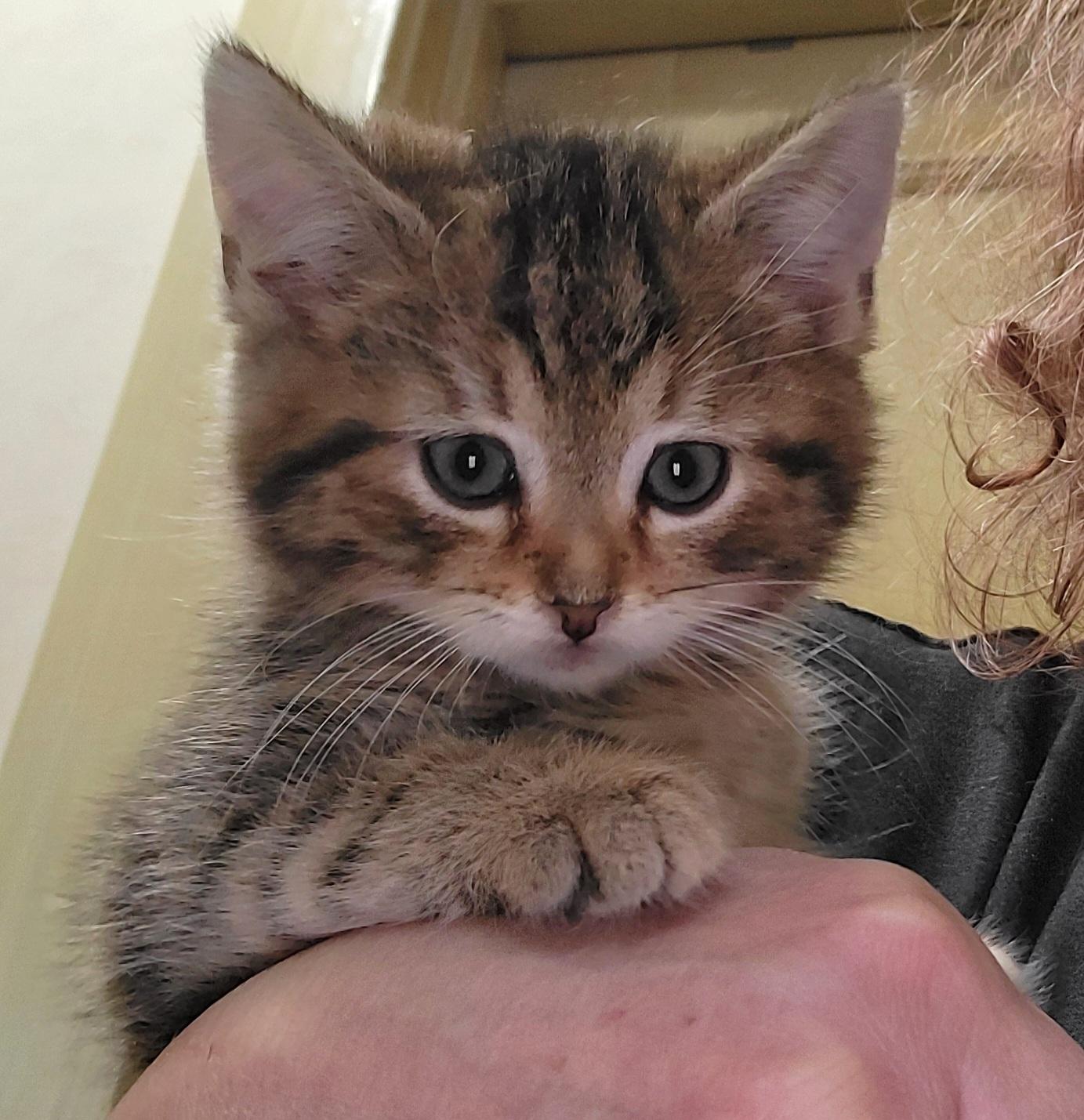 Furry, an adopted mixed breed in Glen Ellyn, IL image 1/4