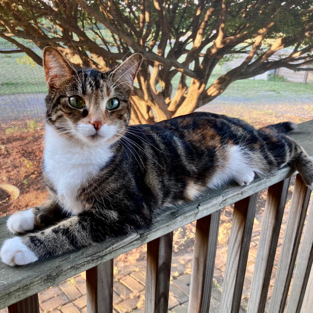 Annie, Adoptable, Adult Female Domestic Medium Hair.