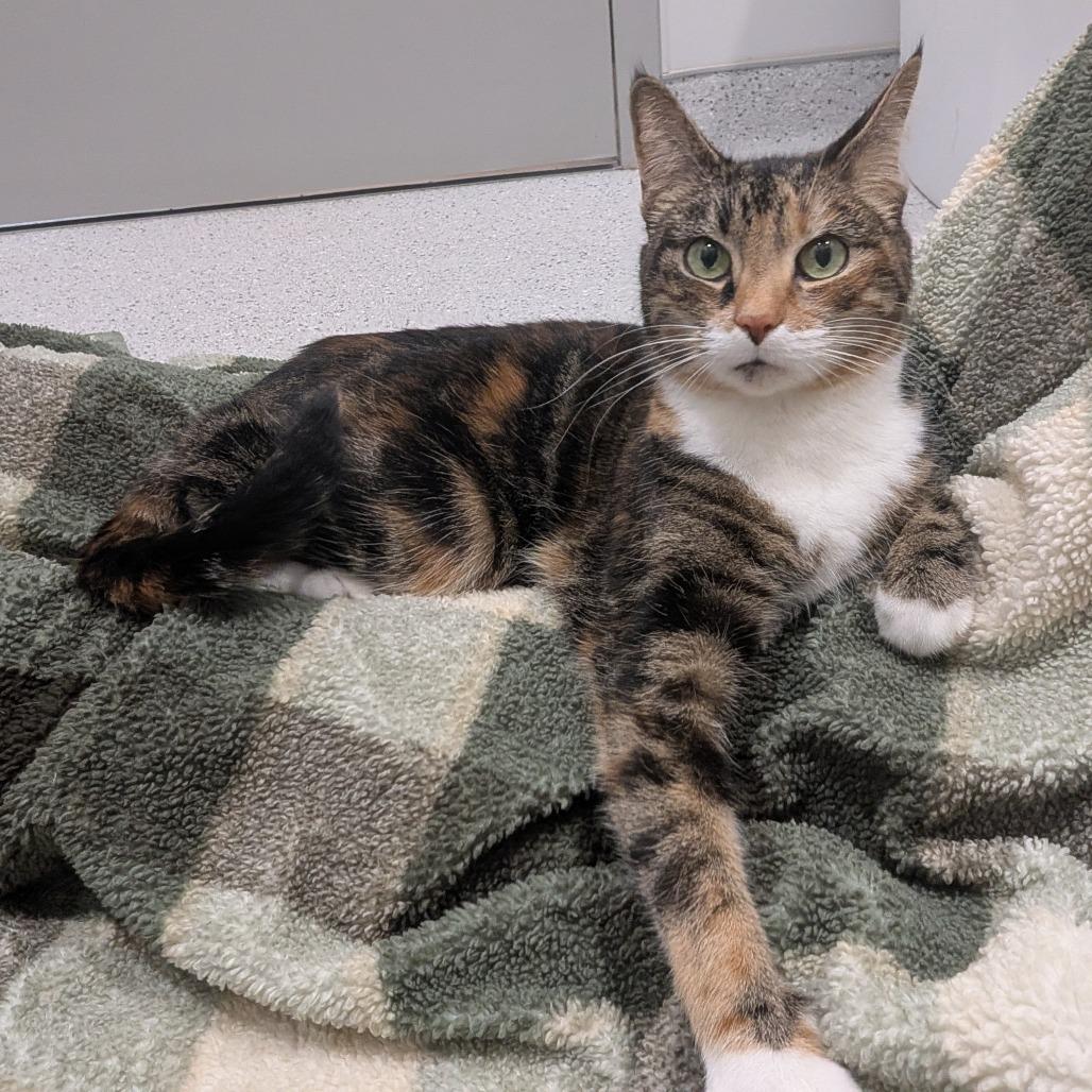 Annie, a Adoptable Domestic Medium Hair in Winston Salem, NC image 2/6