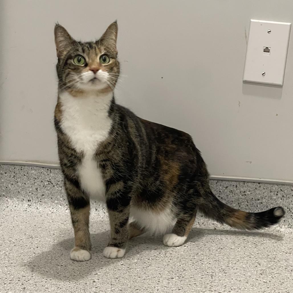 Annie, a Adoptable Domestic Medium Hair in Winston Salem, NC image 3/6