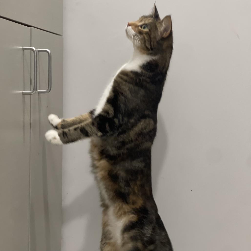 Annie, a Adoptable Domestic Medium Hair in Winston Salem, NC image 4/6