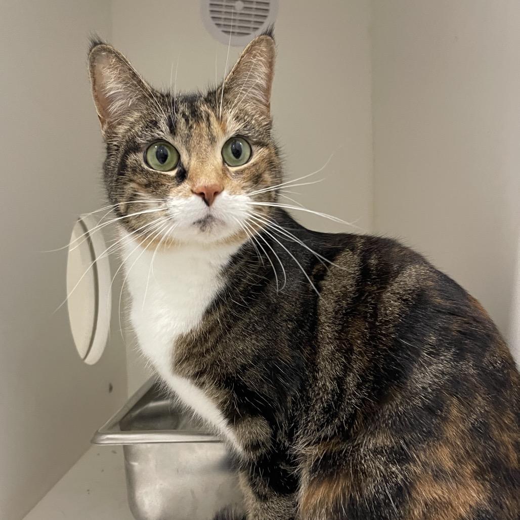 Annie, a Adoptable Domestic Medium Hair in Winston Salem, NC image 5/6