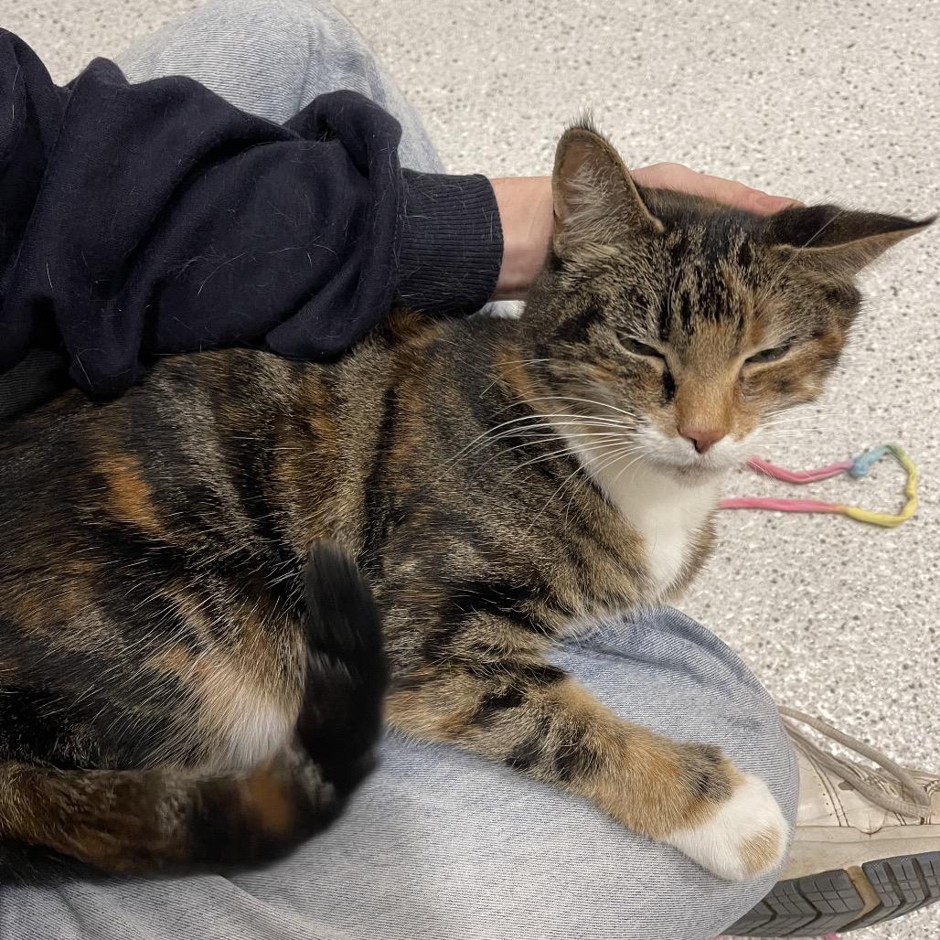 Annie, a Adoptable Domestic Medium Hair in Winston Salem, NC image 6/6