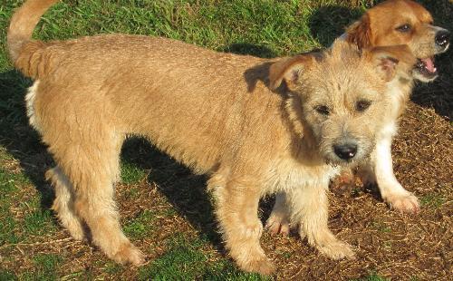 Cara, Adopted, Young Female Border Terrier.