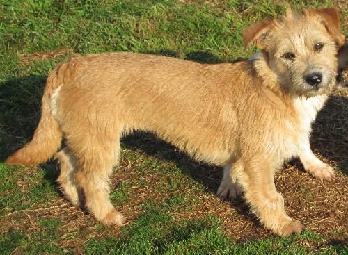 Enlarge Cara, a Adopted Border Terrier in Prague, OK image 2/3