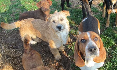 Enlarge Cara, a Adopted Border Terrier in Prague, OK image 3/3