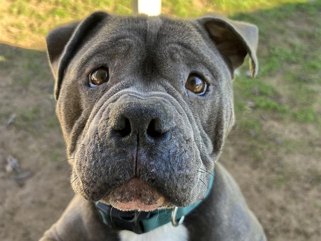 NINO, Adoptable, Adult Male American Staffordshire Terrier.