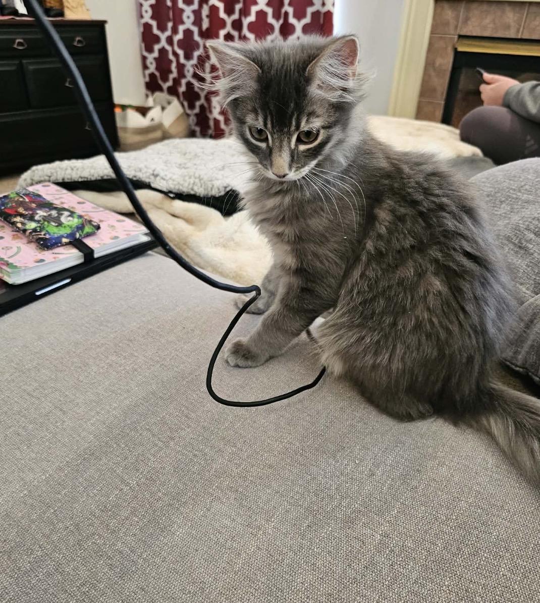 Zeus, an adopted Domestic Medium Hair in Maineville, OH image 3/4