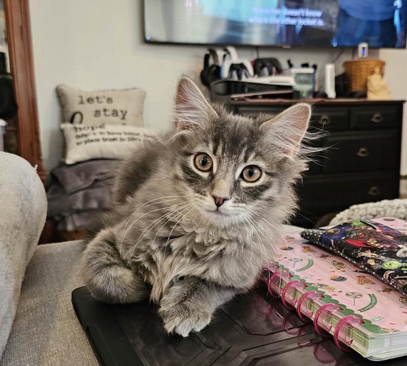 Zeus, adopted, Kitten Male Domestic Medium Hair.