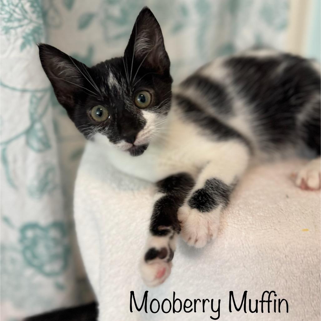 Enlarge Mooberry Muffin, a Adoptable Domestic Short Hair in TITUSVILLE, FL image 1/2