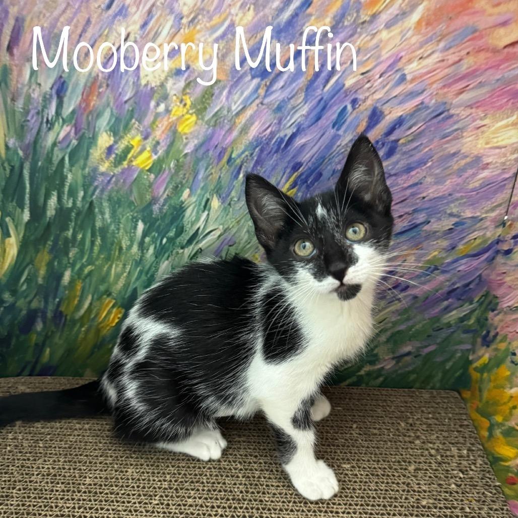 Enlarge Mooberry Muffin, a Adoptable Domestic Short Hair in TITUSVILLE, FL image 2/2
