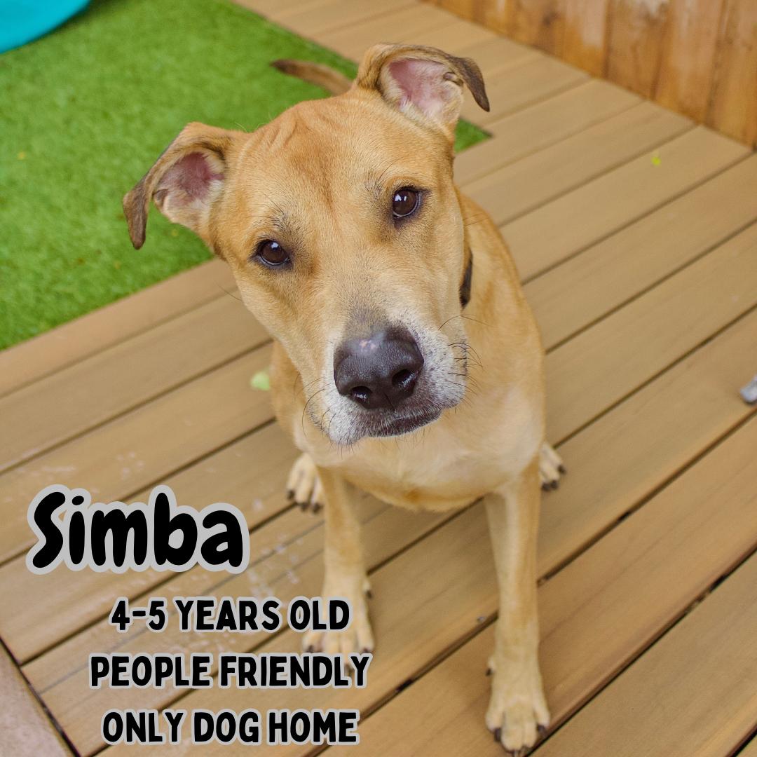 Simba, a Adoptable mixed breed in Staten island, NY image 1/6
