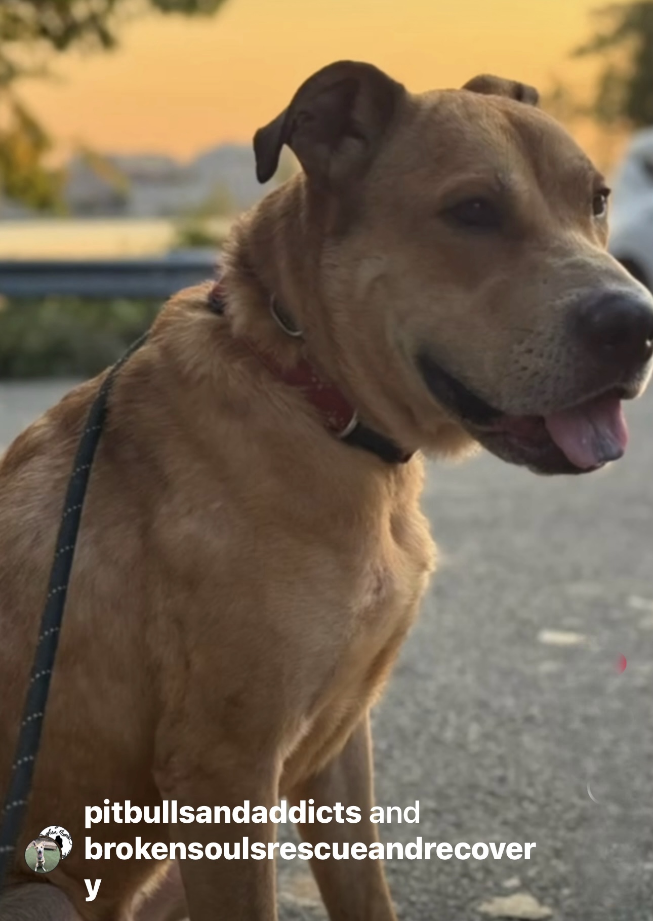 Simba, a Adoptable mixed breed in Staten island, NY image 3/6