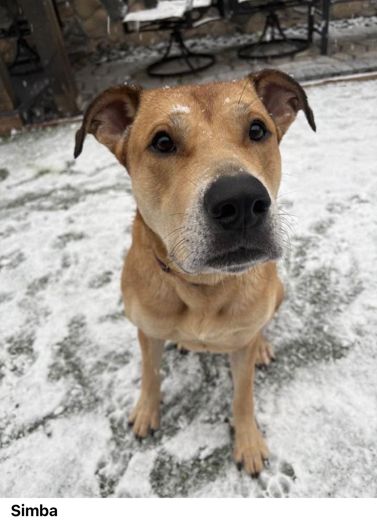 Simba, a Adoptable mixed breed in Staten island, NY image 2/6