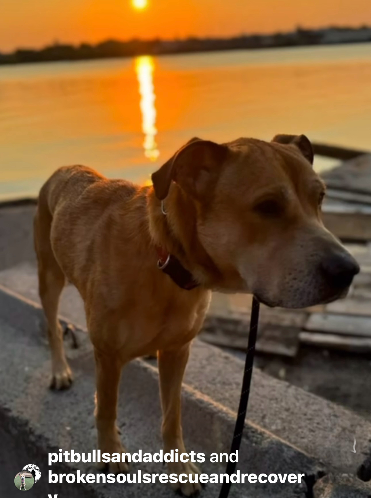 Simba, a Adoptable mixed breed in Staten island, NY image 5/6