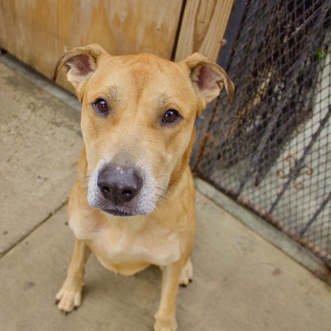 Simba, a Adoptable mixed breed in Staten island, NY image 6/6
