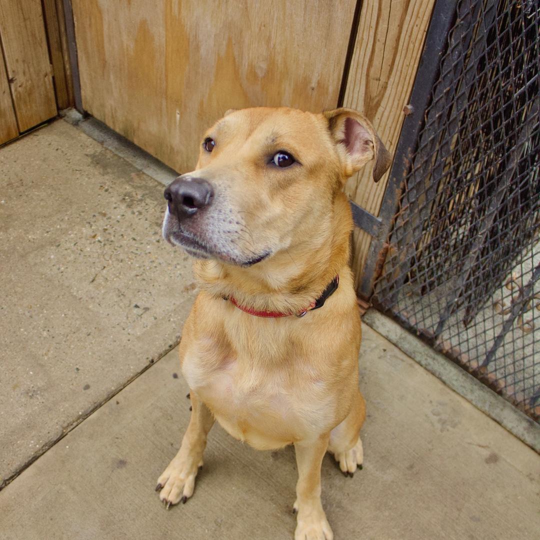 Simba, a Adoptable mixed breed in Staten island, NY image 4/6