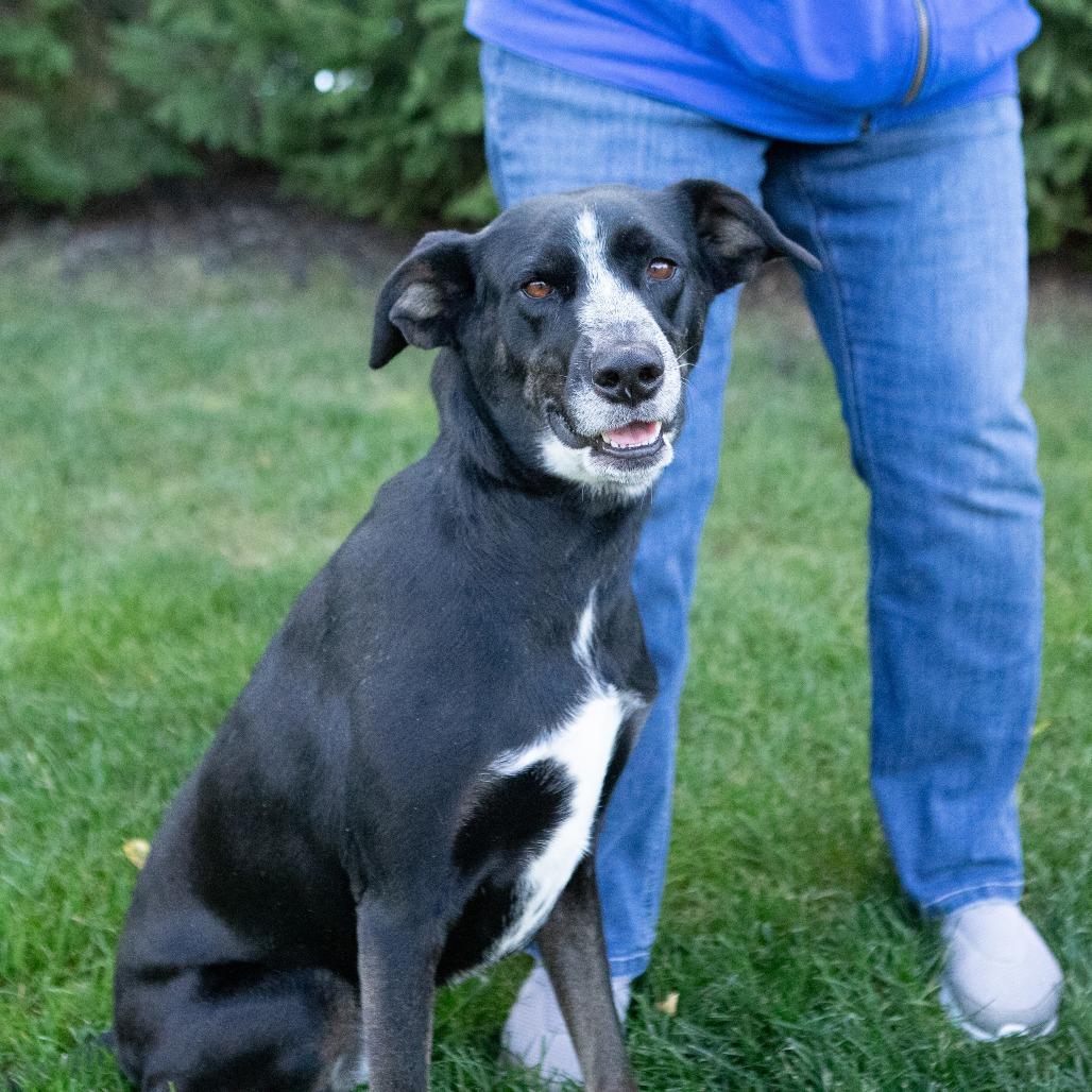 Enlarge Daisy, a Adoptable mixed breed in Erie, PA image 2/6