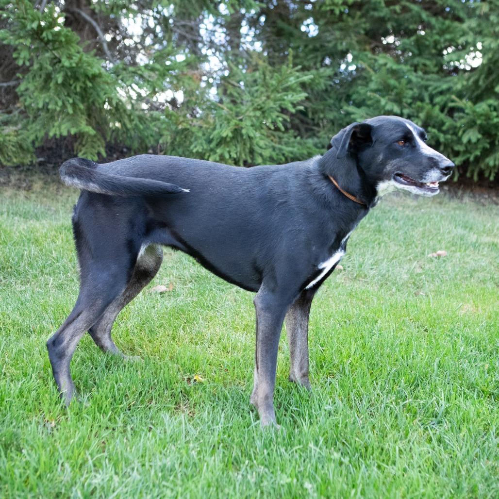 Enlarge Daisy, a Adoptable mixed breed in Erie, PA image 3/6