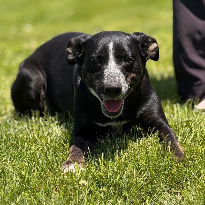 Enlarge Daisy, a Adoptable mixed breed in Erie, PA image 4/6