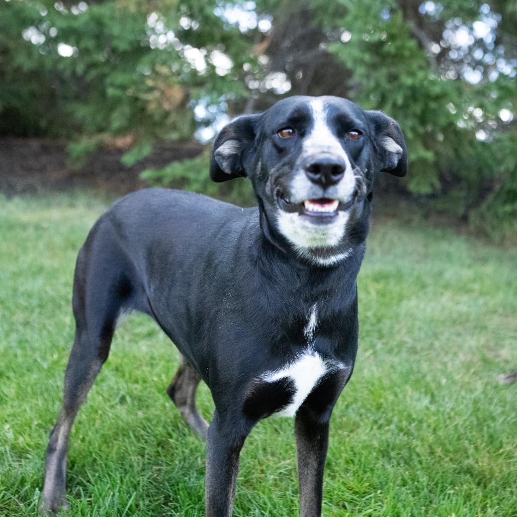 Enlarge Daisy, a Adoptable mixed breed in Erie, PA image 5/6
