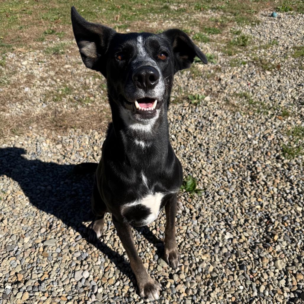 Enlarge Daisy, a Adoptable mixed breed in Erie, PA image 6/6
