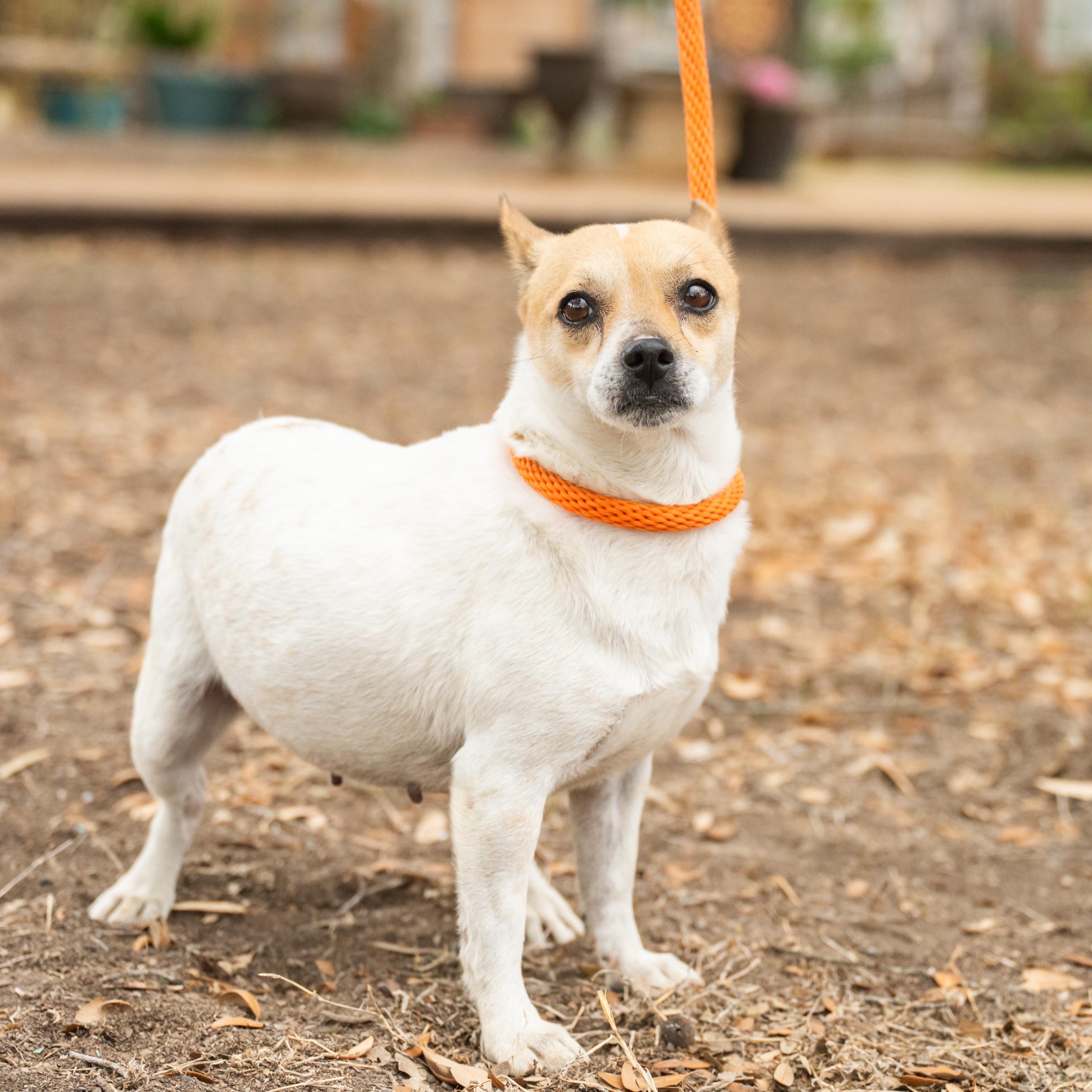 Enlarge Trinity, a ADOPTABLE mixed breed in Williston, VT image 1/6
