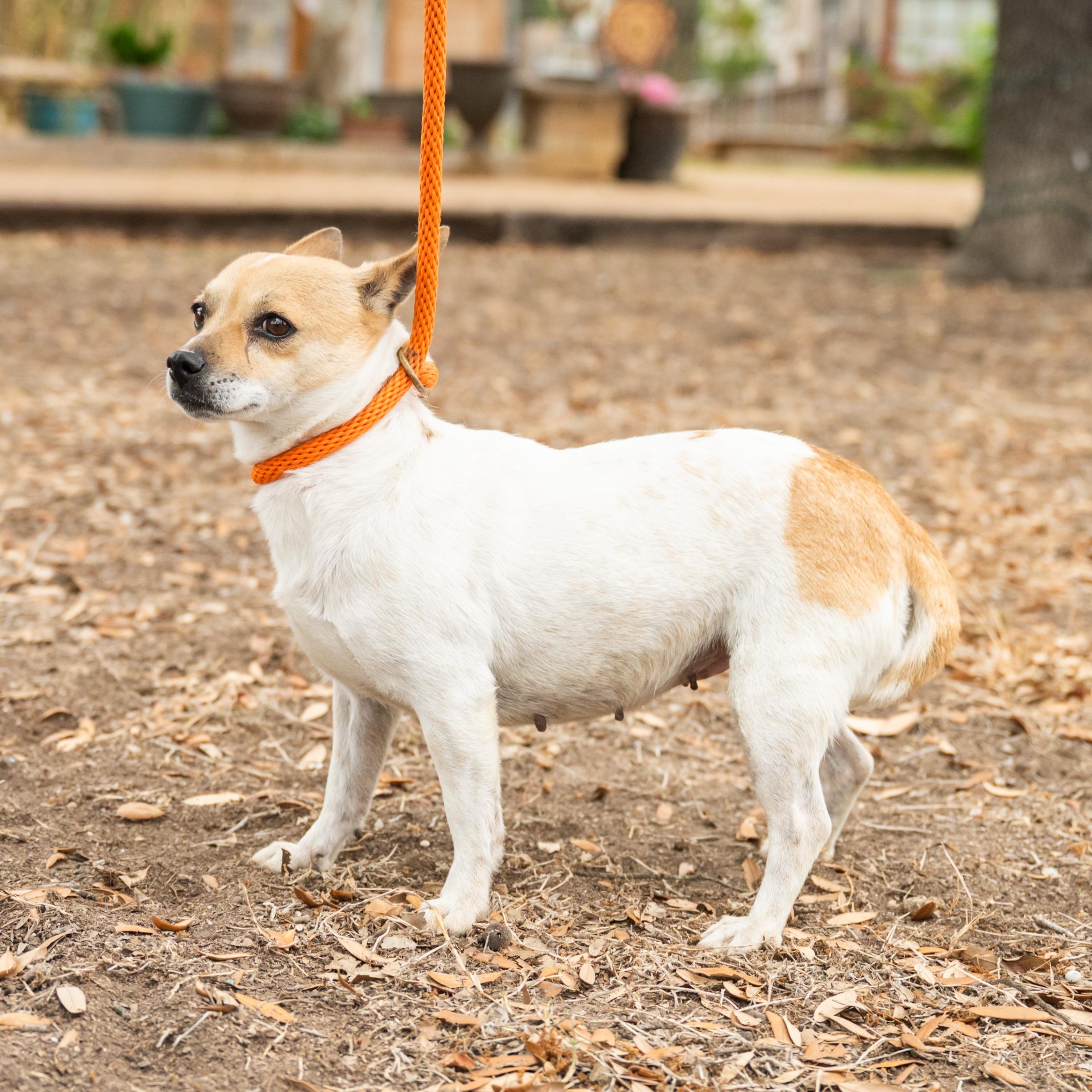Enlarge Trinity, a ADOPTABLE mixed breed in Williston, VT image 6/6