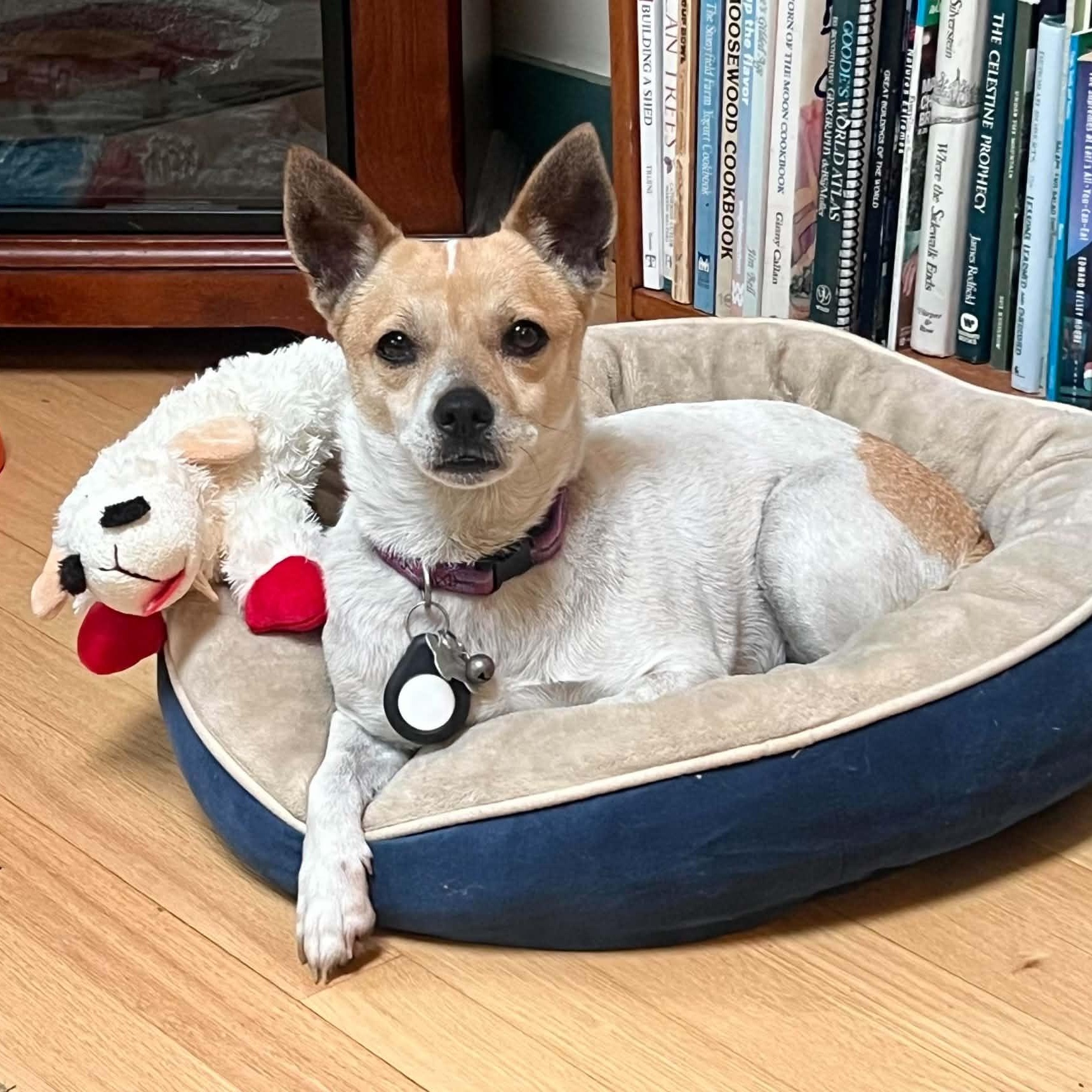 Trinity, a ADOPTABLE mixed breed in Williston, VT image 1/4