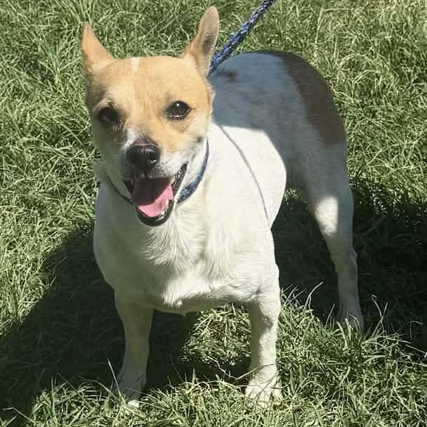 Enlarge Trinity, a ADOPTABLE mixed breed in Williston, VT image 2/6