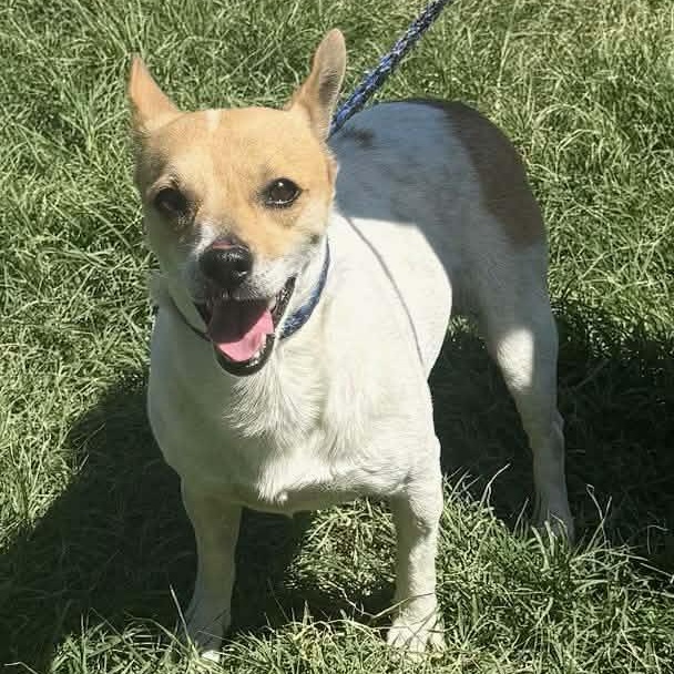 Trinity, ADOPTABLE, Young Female Corgi.