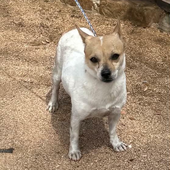 Enlarge Trinity, a ADOPTABLE mixed breed in Williston, VT image 4/6