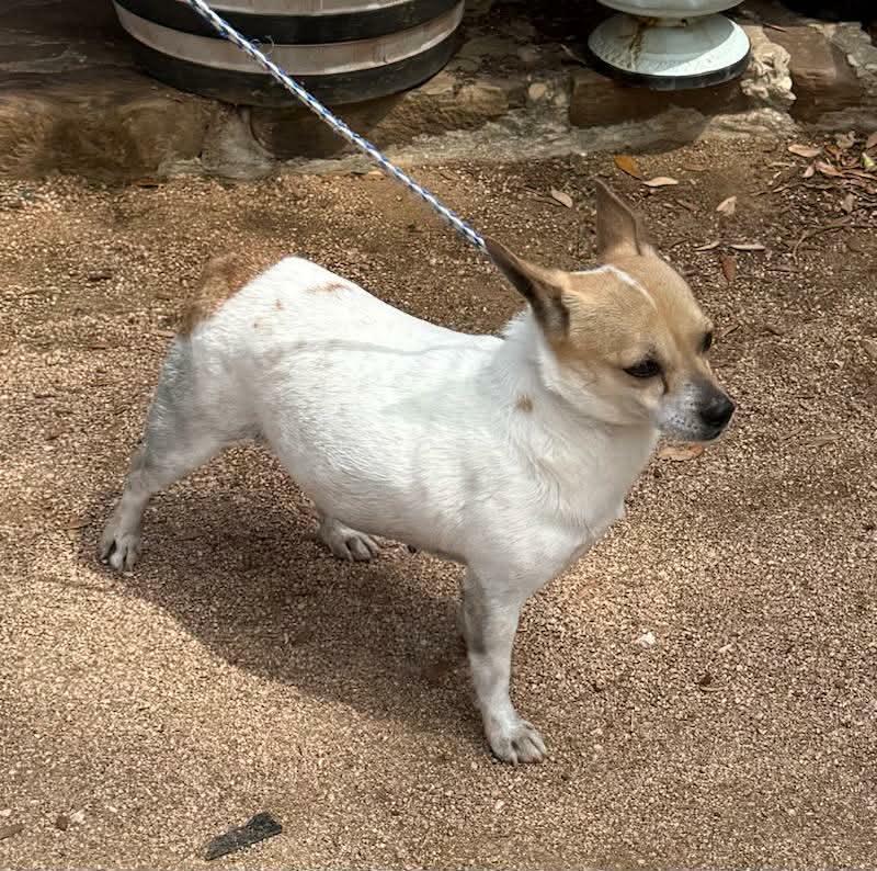 Enlarge Trinity, a ADOPTABLE mixed breed in Williston, VT image 5/6