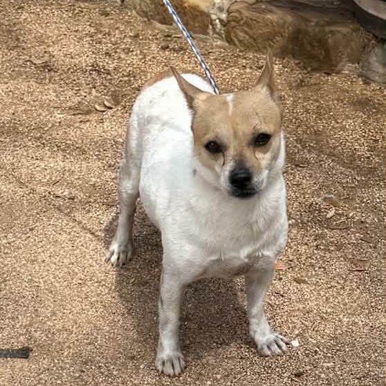 Trinity, a ADOPTABLE mixed breed in Williston, VT image 3/6