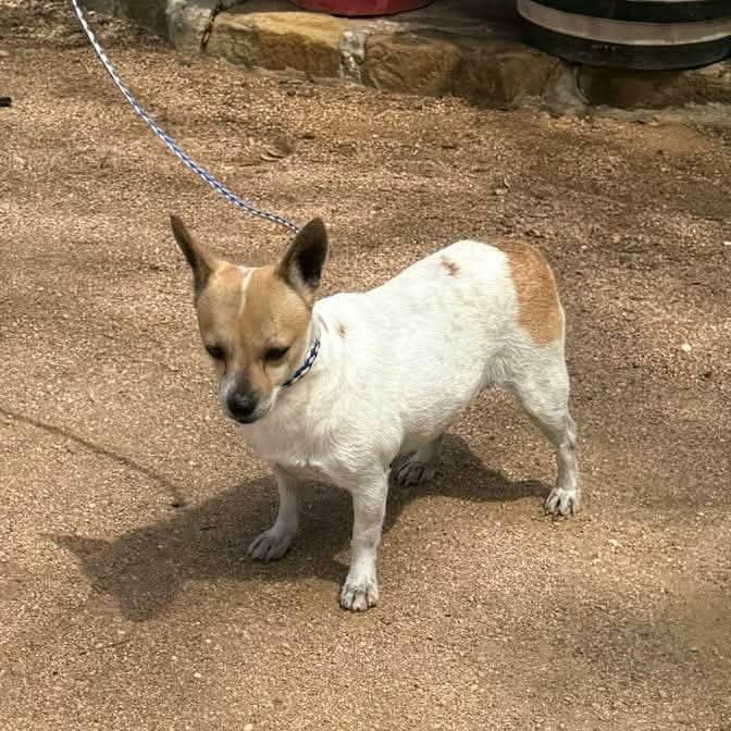 Trinity, a ADOPTABLE mixed breed in Williston, VT image 5/6