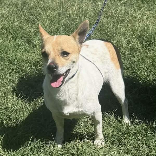Enlarge Trinity, a ADOPTABLE mixed breed in Williston, VT image 3/6