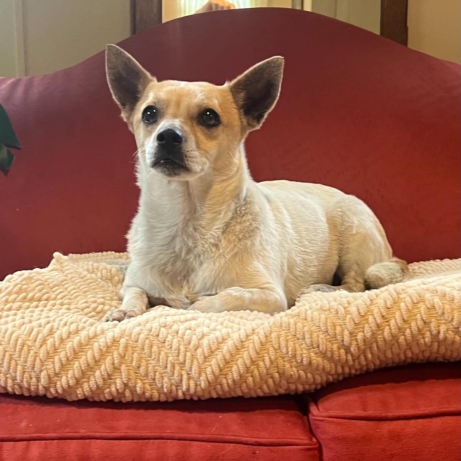 Trinity, a ADOPTABLE mixed breed in Williston, VT image 2/4
