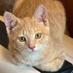 Papaya, a Adoptable Domestic Short Hair in Pickering, ON image 1/6