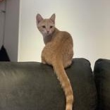 Papaya, a Adoptable Domestic Short Hair in Pickering, ON image 3/6