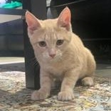 Papaya, a Adoptable Domestic Short Hair in Pickering, ON image 2/6